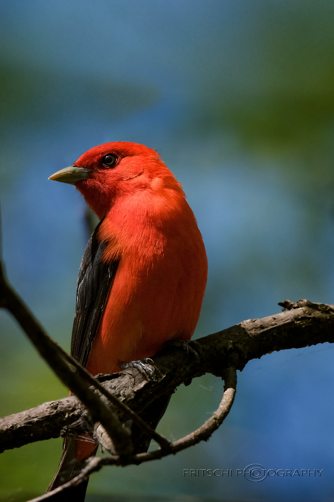 Scarlet Tanager