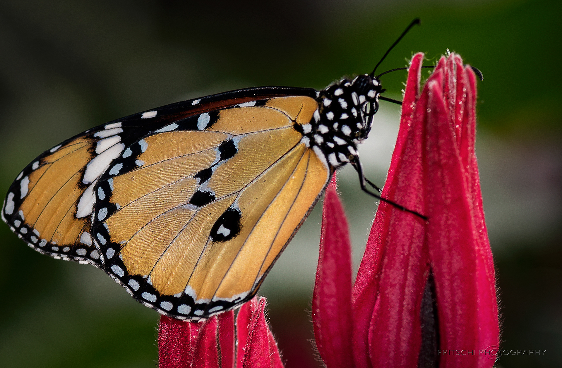 African Monarch