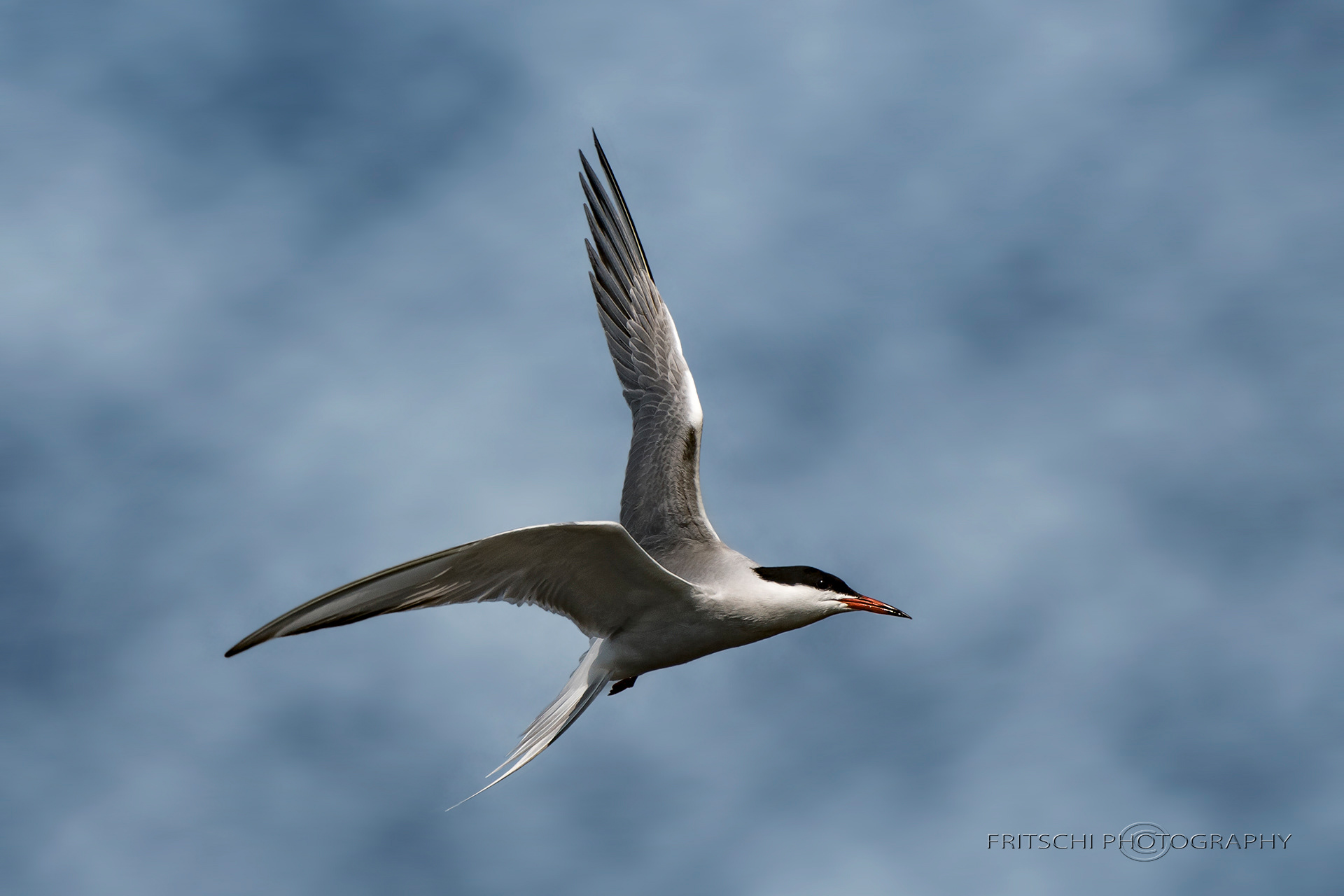 Common Tern