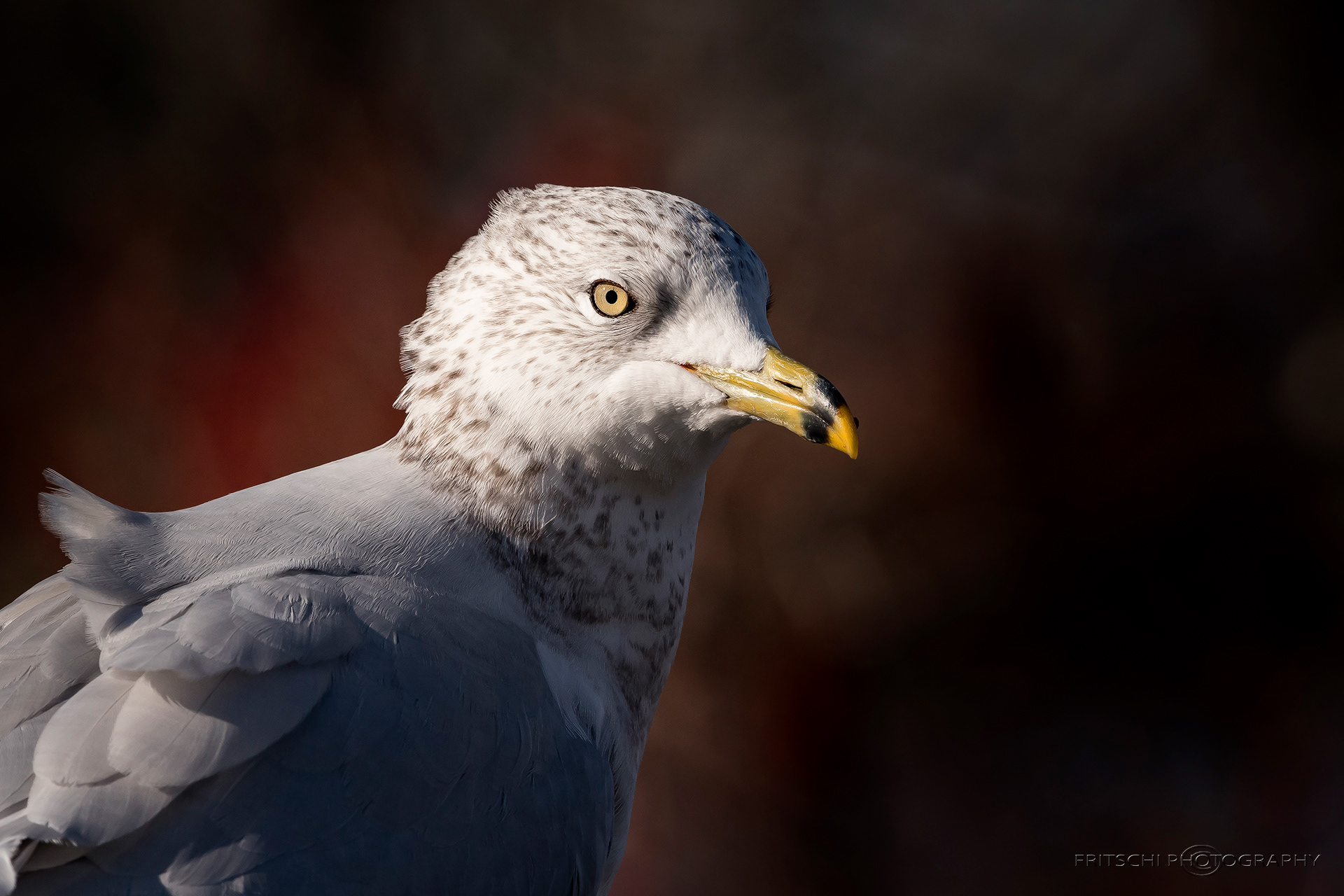 Ring-billed Seagull