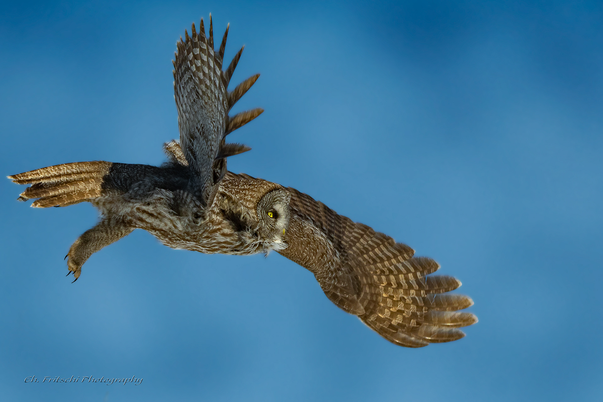Great Gray Owl