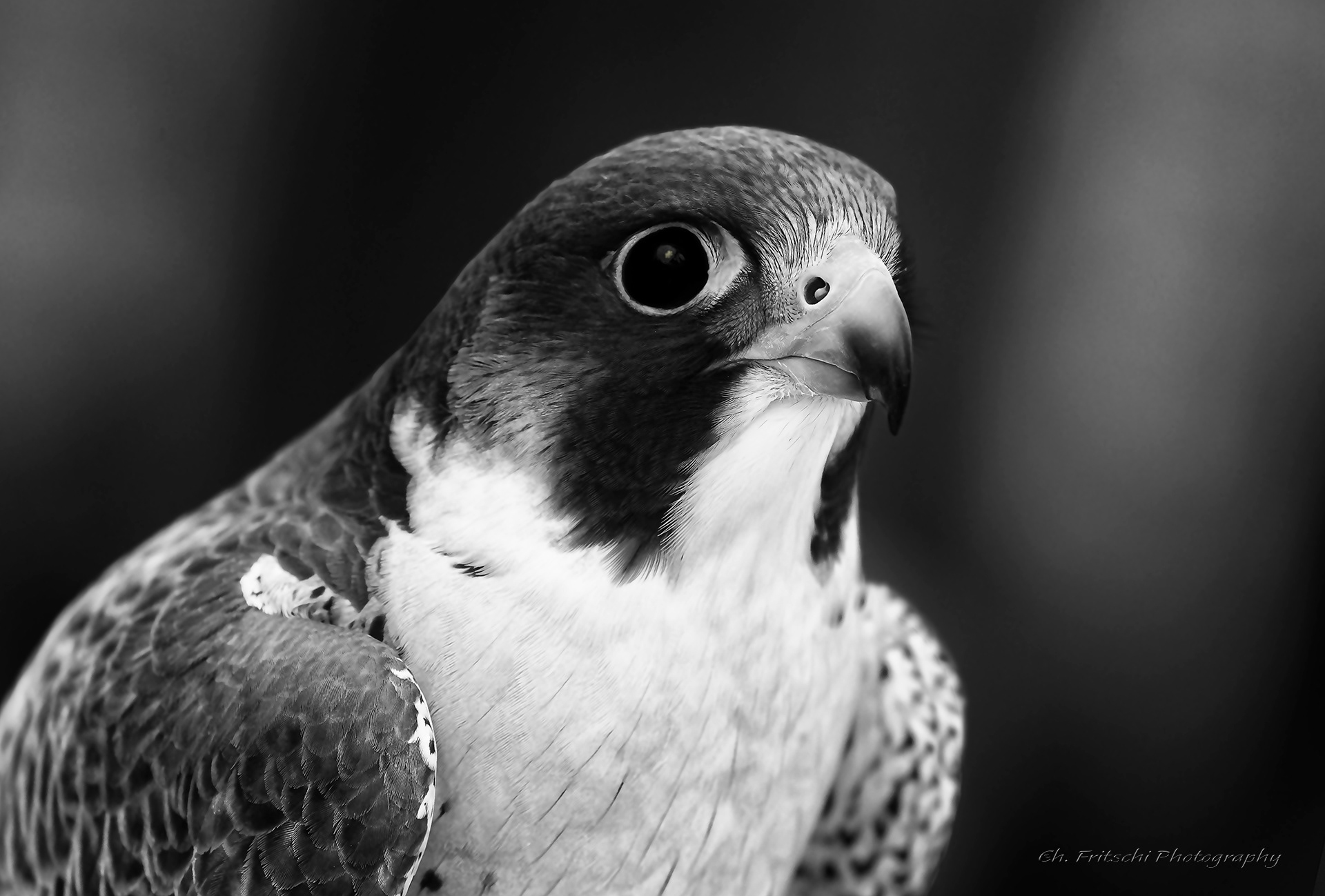 Peregrine Falcon