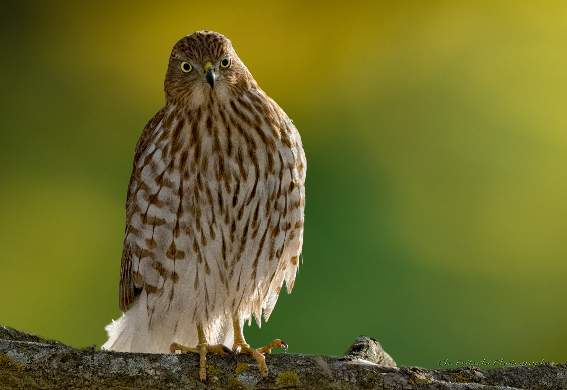 Cooper's Hawk