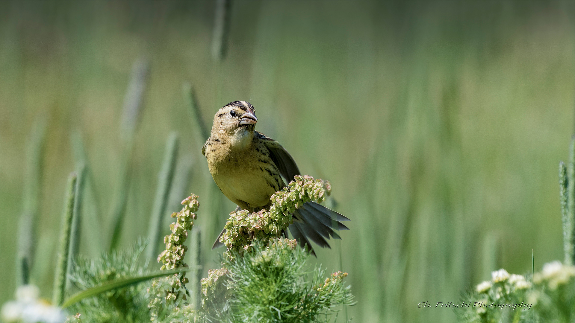 Bobolink female