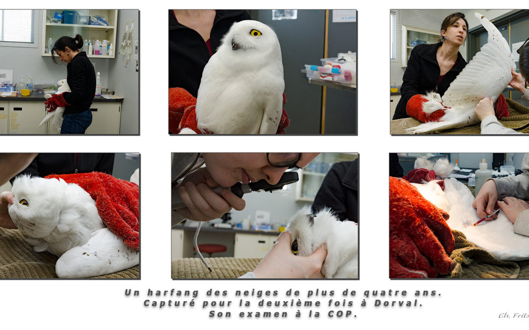 Snow Owl