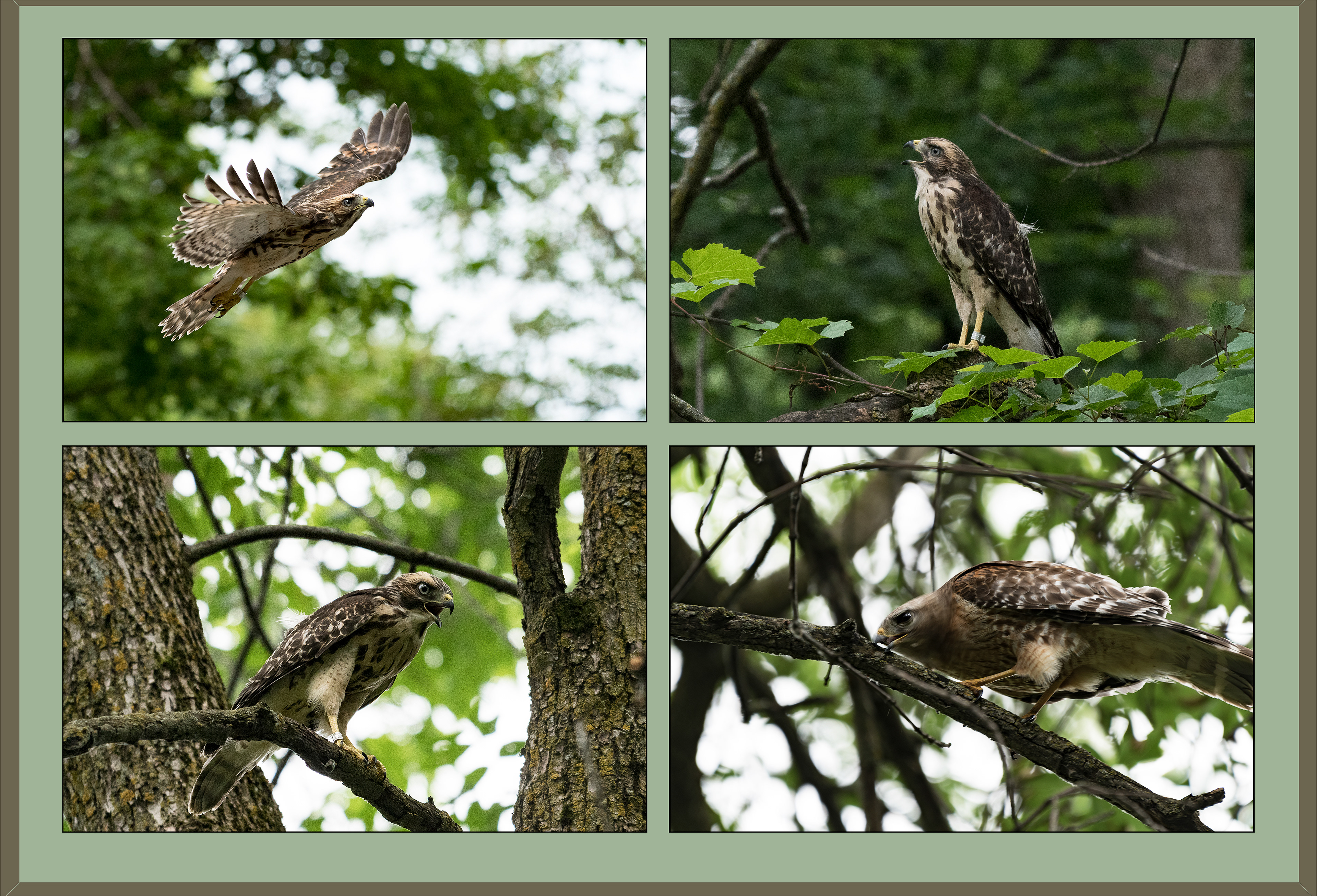 Red-Shoulder Hawk nest reintroduction