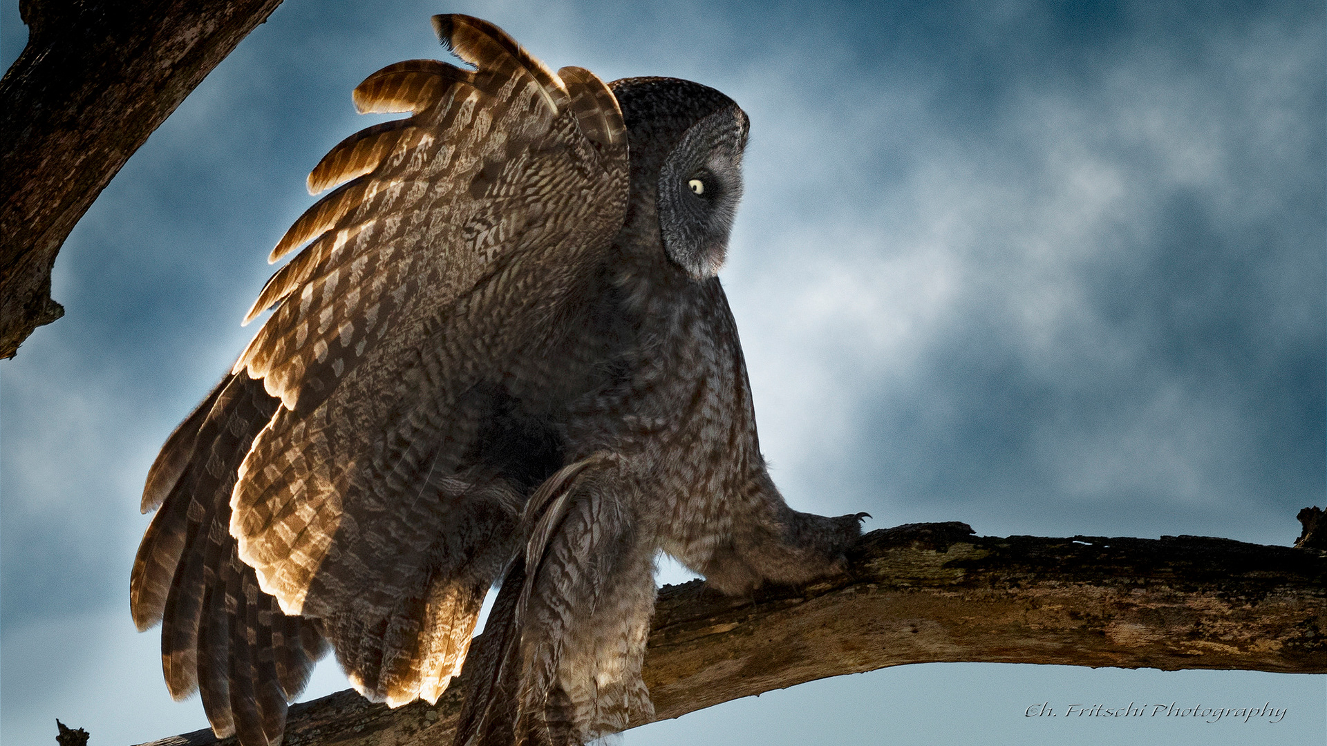 Great Gray Owl