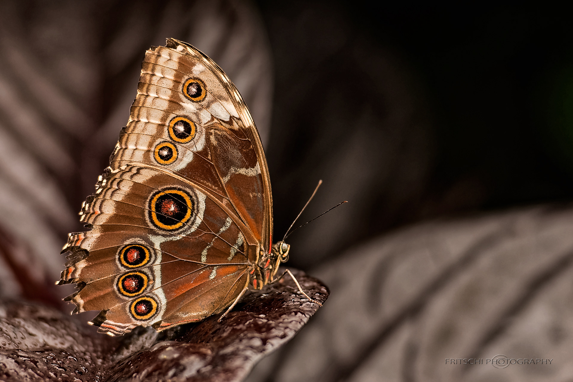 Blue-banded Morpho