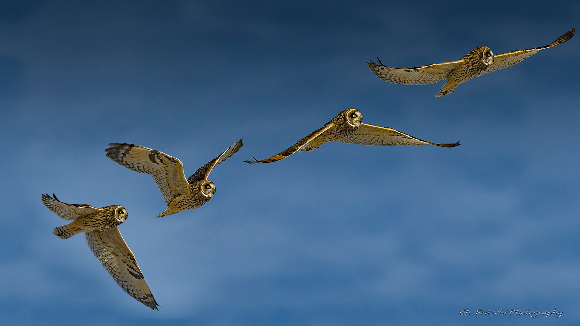 Short-eared Owl