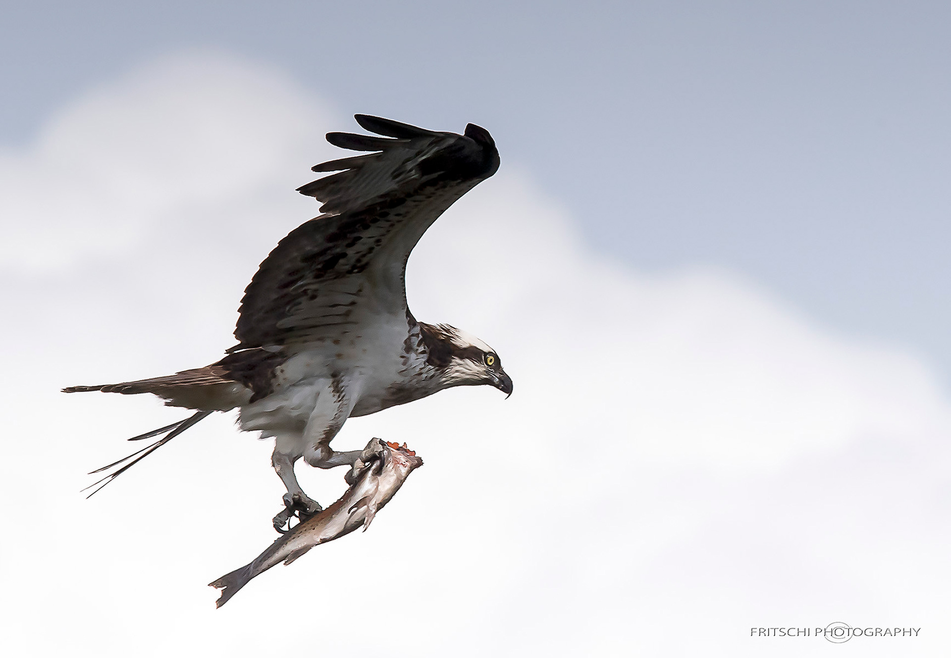 Osprey