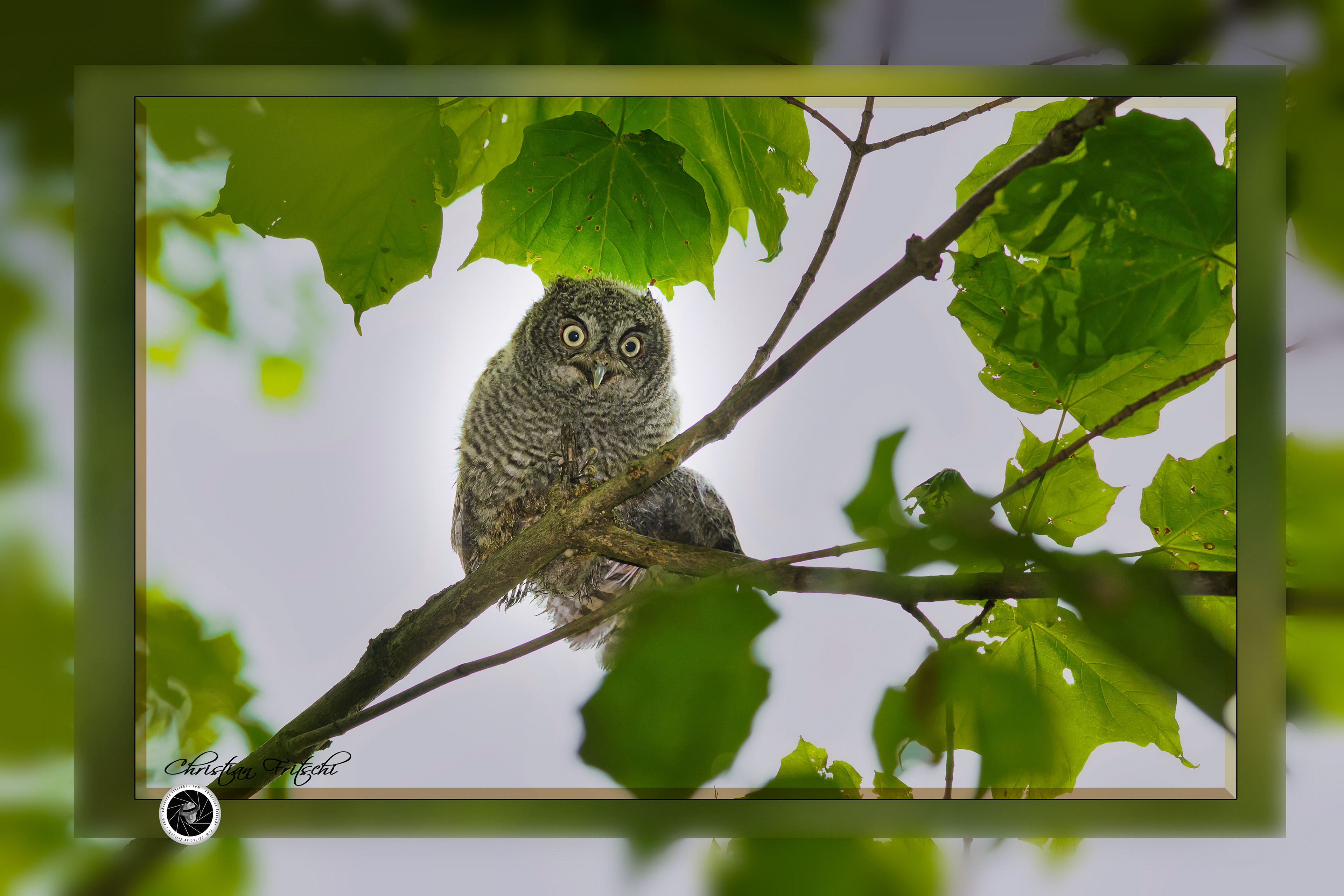 Eastern-screech Owlet