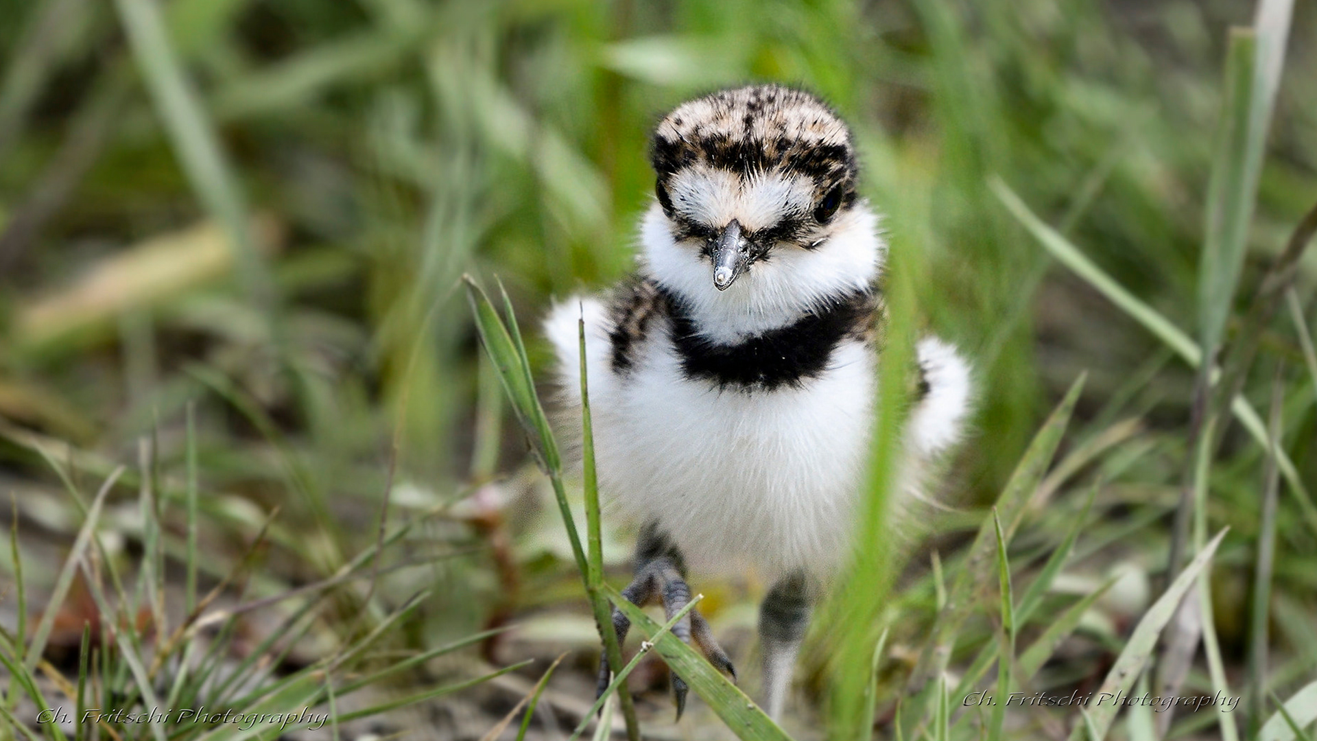 Juvenile Killdeer