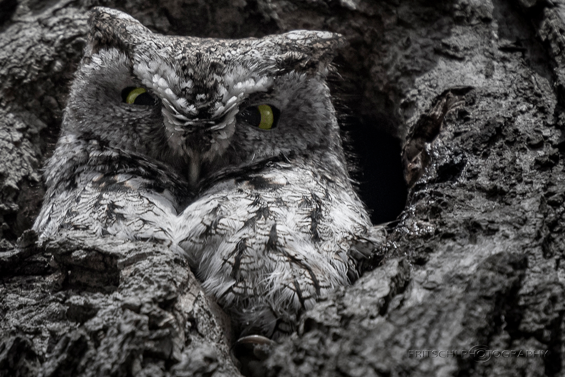 Eastern Screech-Owl
