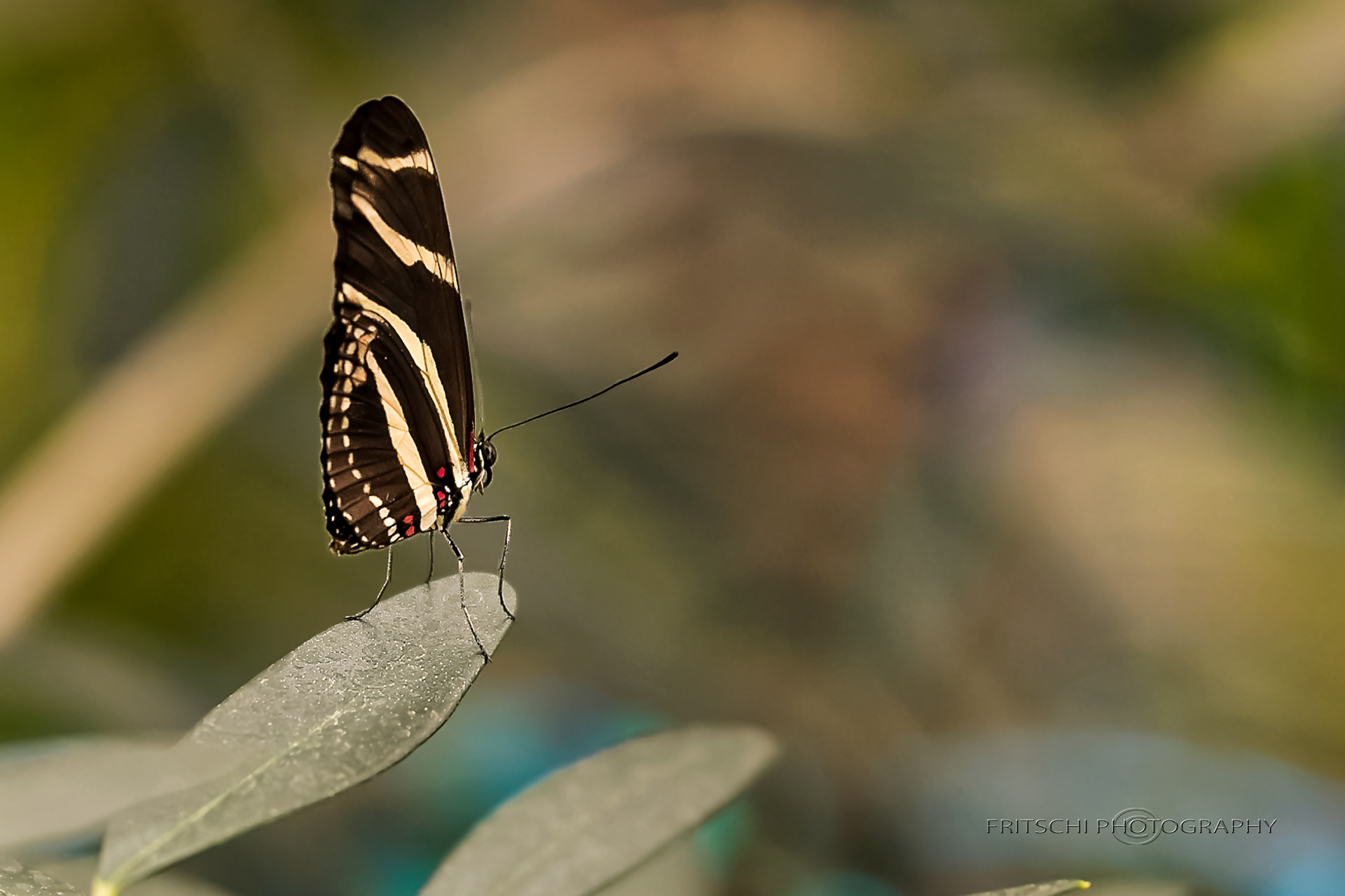 Zebra Longwing