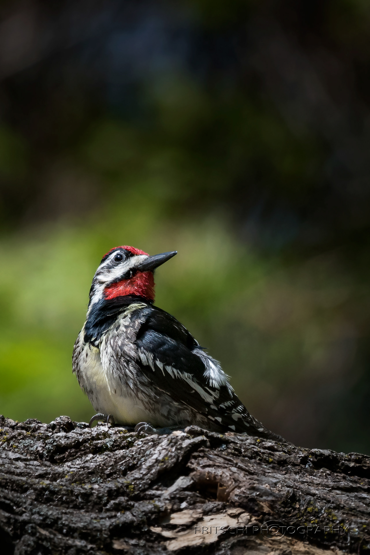 Yellow-bellied Sapsucker