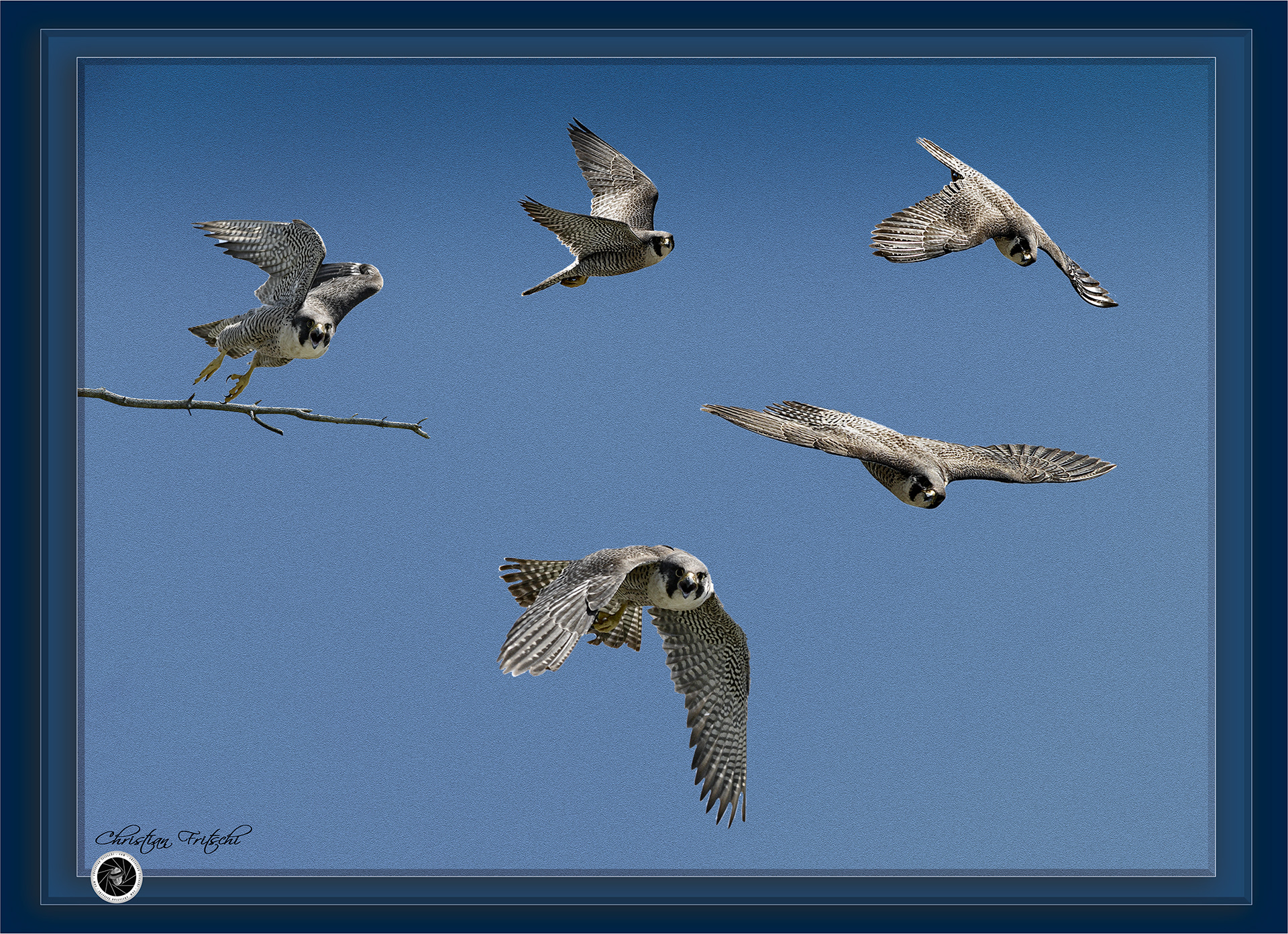 Peregrine flight patterns