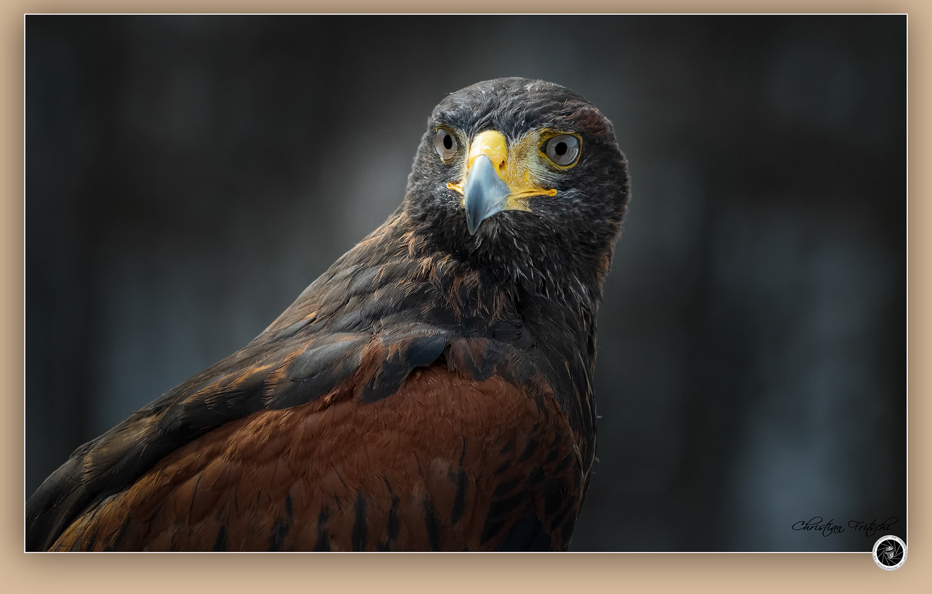 Harris Hawk