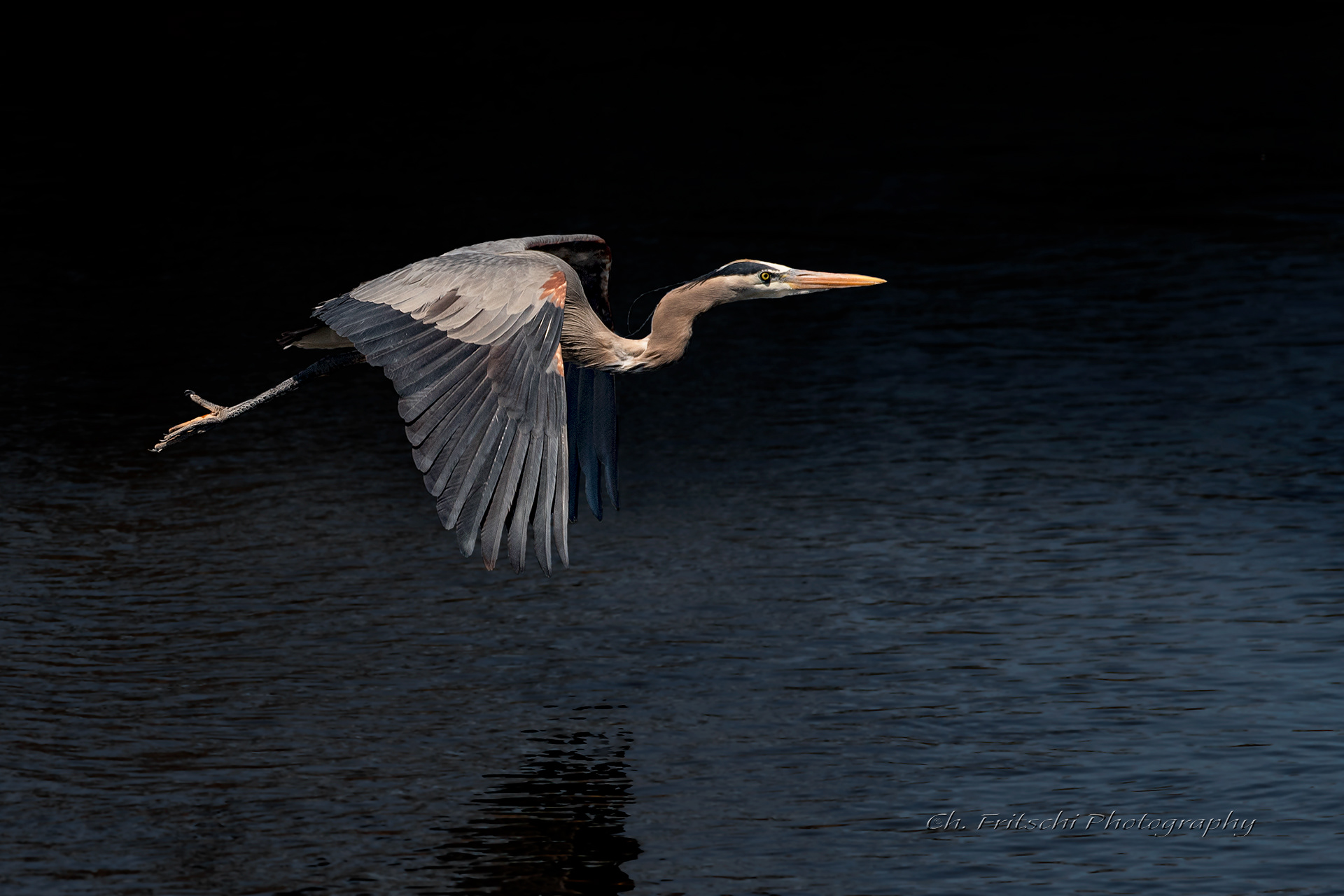 Great Blue Heron