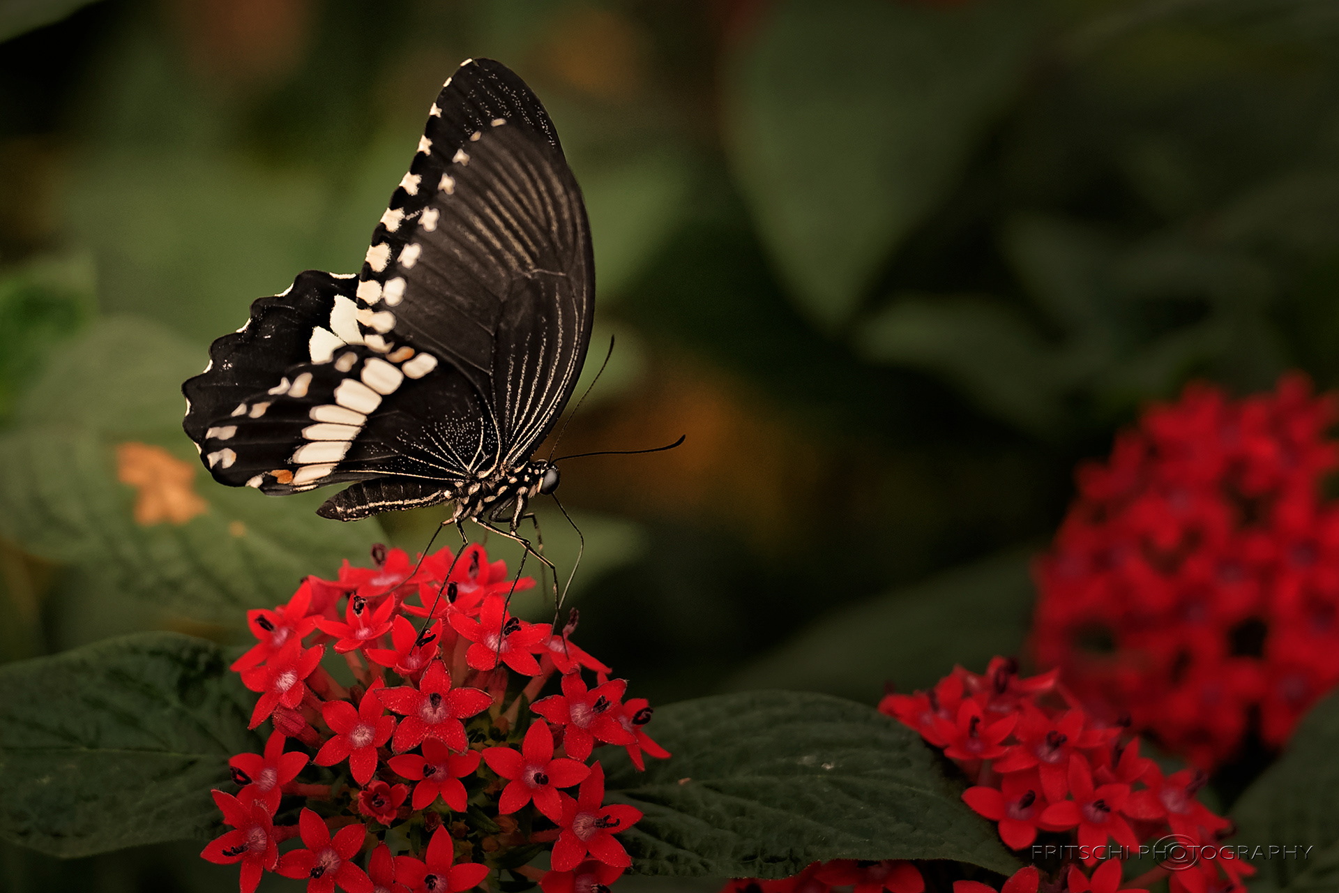 Common Mormon