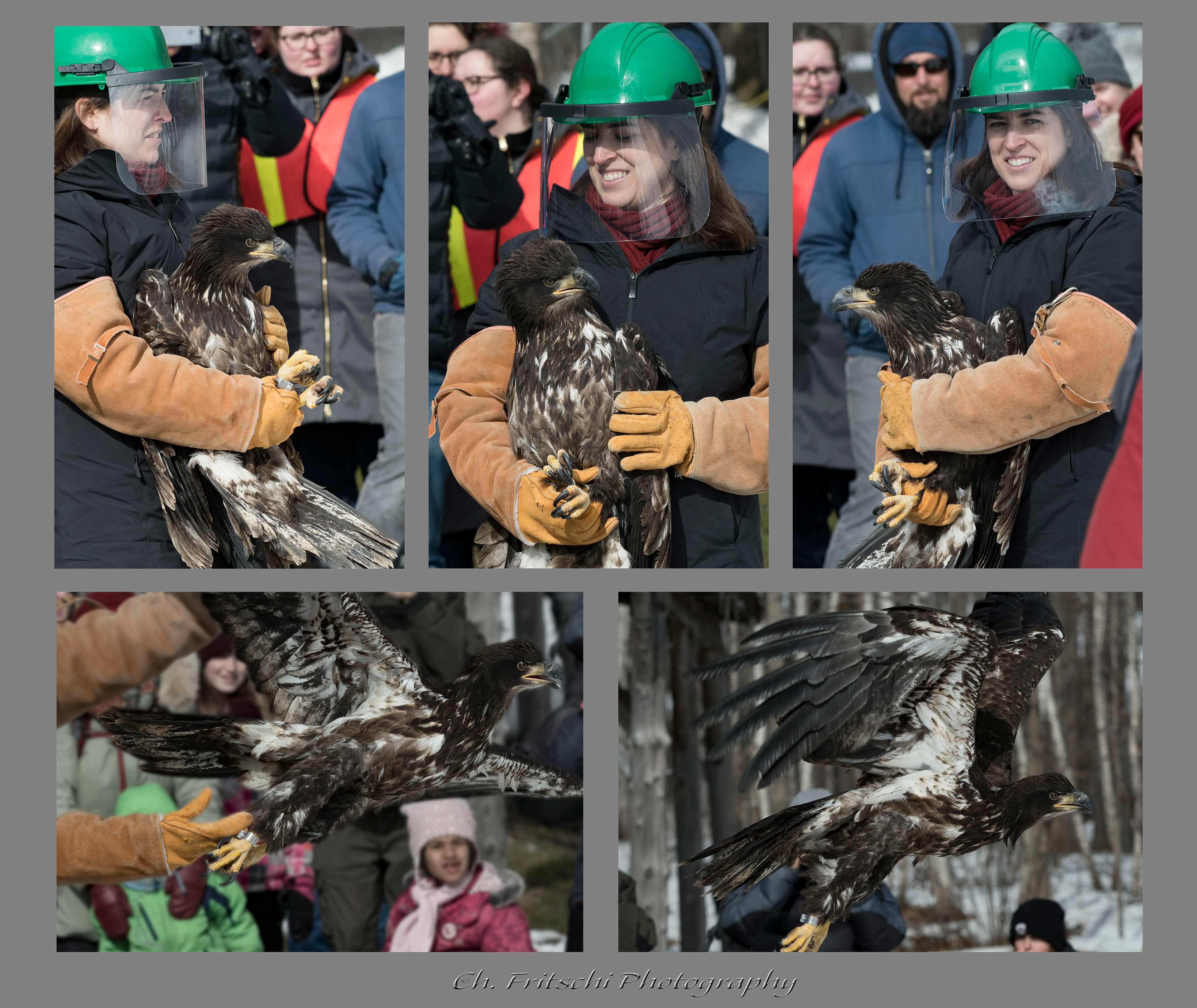 Juvenile Bald Eagle Release