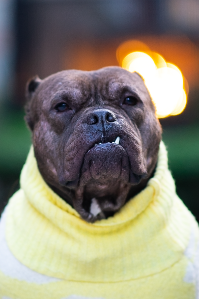 Daisy in the Upper East Side (Nikon d3400)