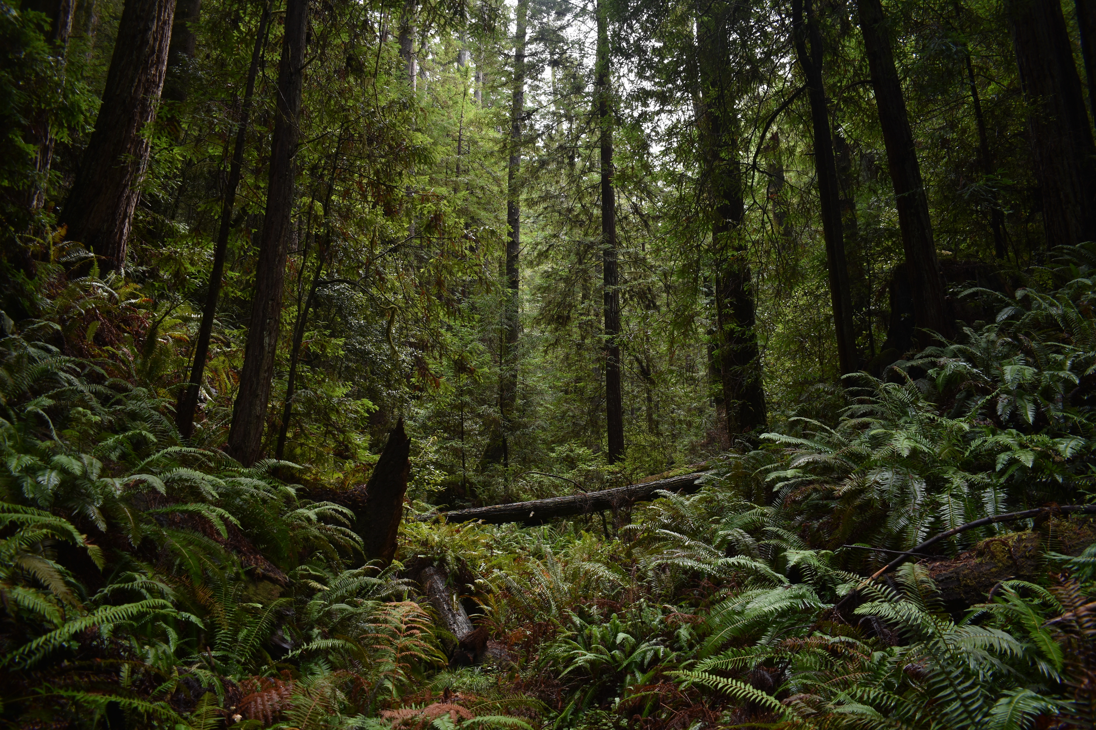 In the redwoods of northern California ⓒJohn Cahalan 2022
