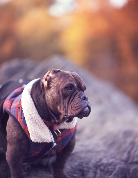 Daisy in Central Park (Pentax 6x7, Provia 400h, 1/125s)