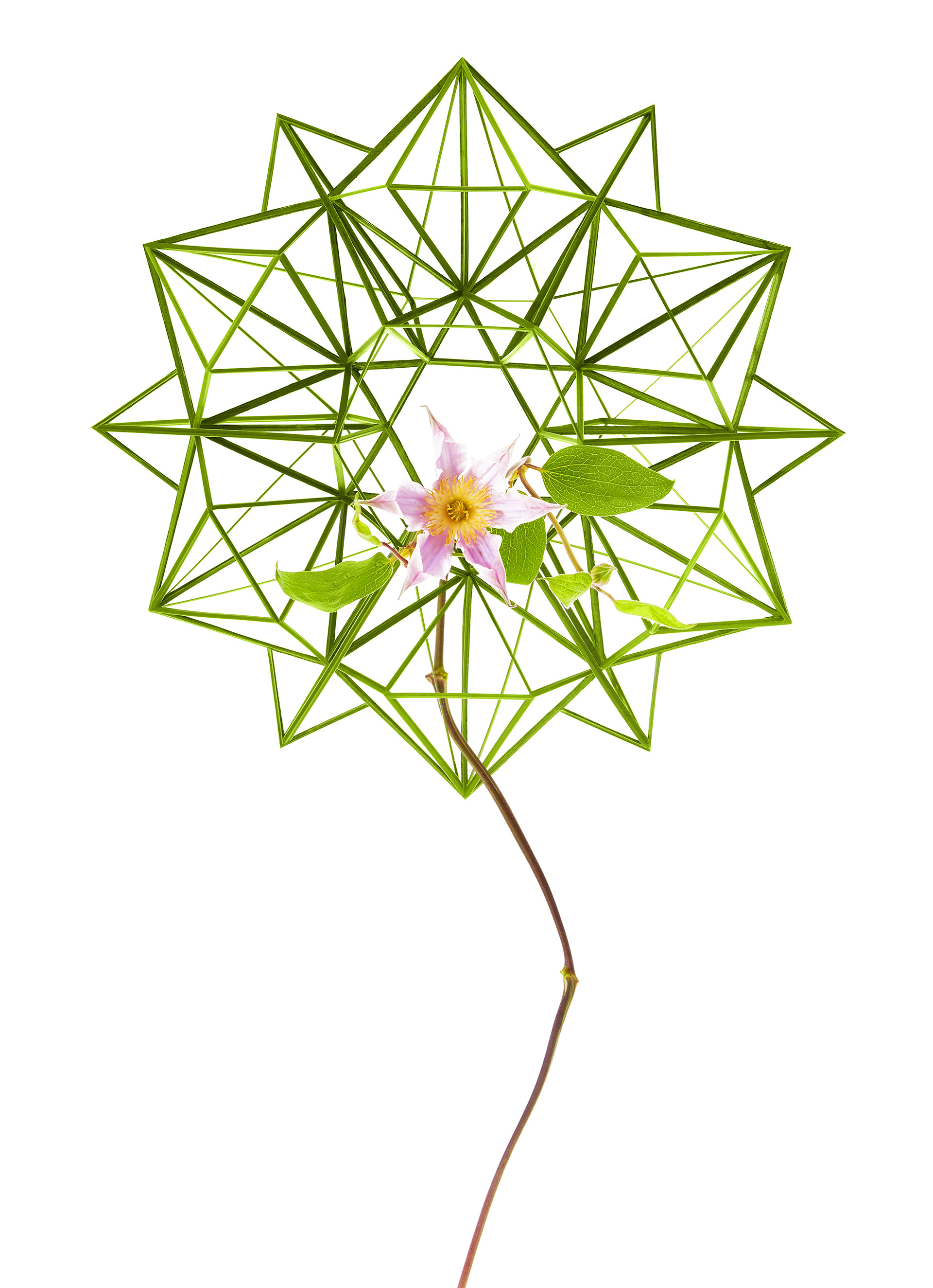 the star polygon