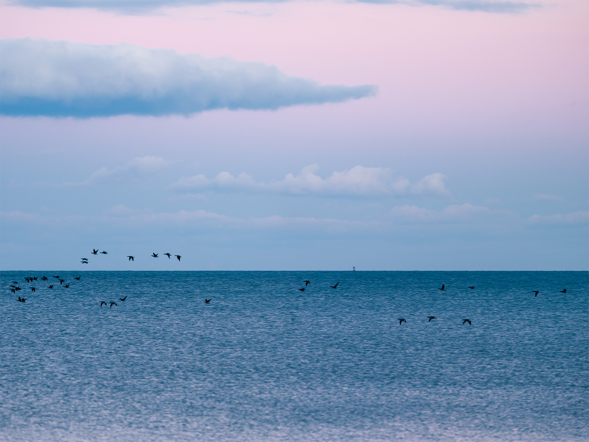 40 Birds and a Buoy
