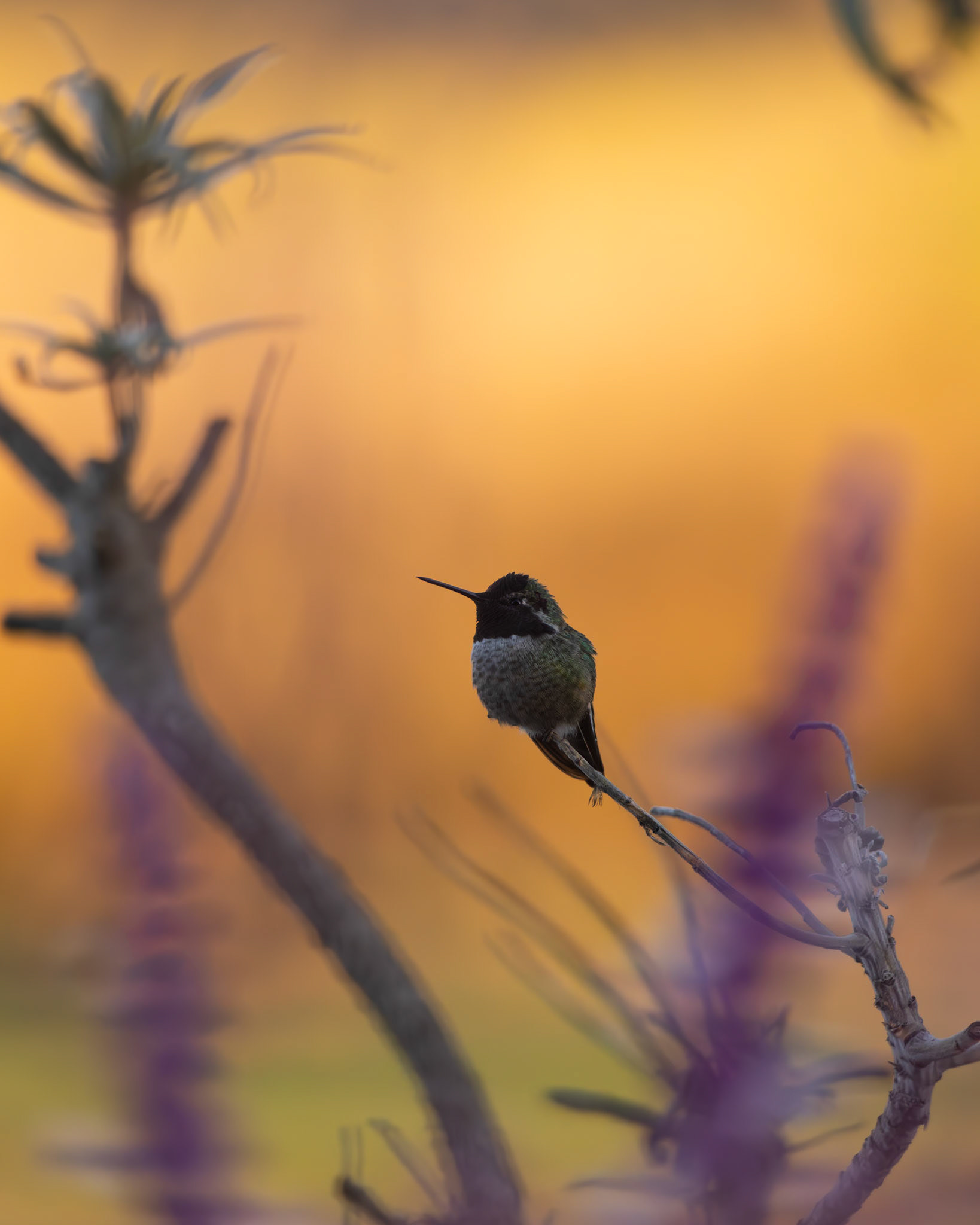 I took these pictures of various spieces of North American (Californian) hummingbirds during my roadtrip through the west coast of the US. The hummingbirds are native there and are used to human presence. It allowed me to take great portraits.