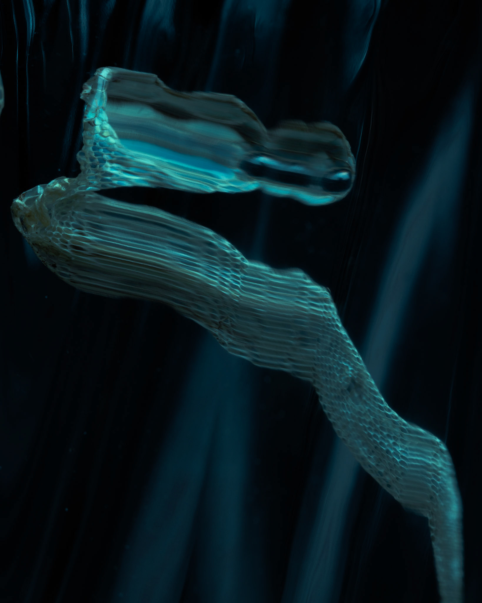 This picture of a corn snake shed was made fully in camera without digital manipulation using traditional optical distortion techniques