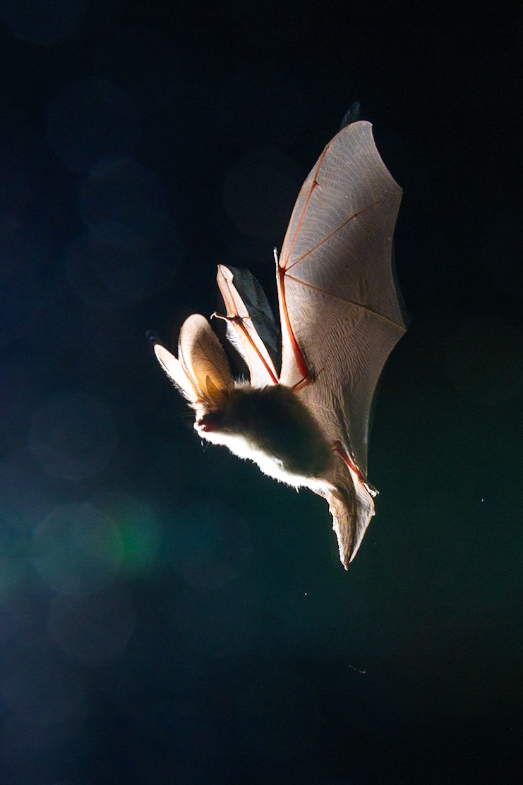 I took this picture of a bat while working with the bat preservation association of Canton Vaud on a study mission to monitor the population of bats in the caves around the canton.