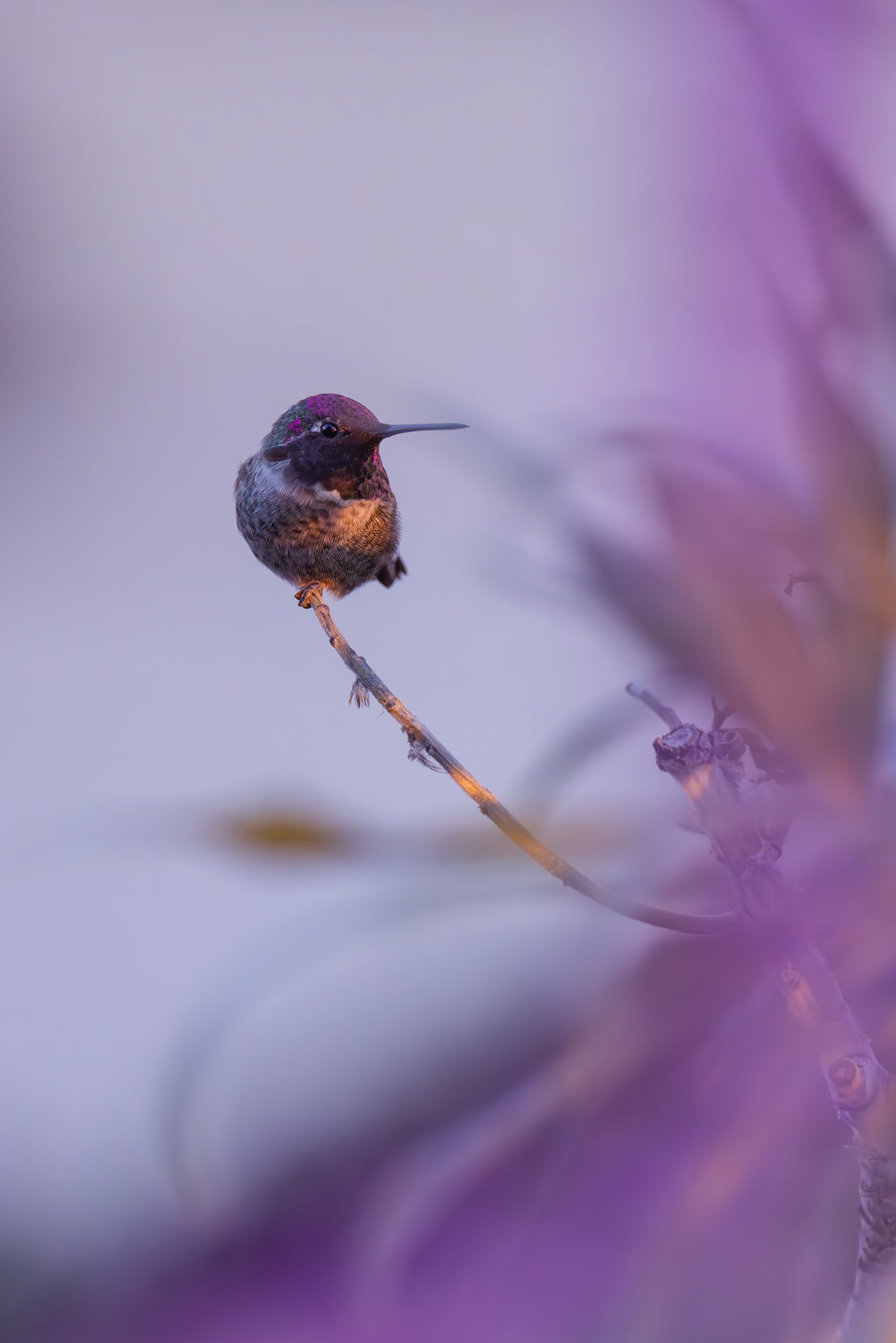 I took these pictures of various spieces of North American (Californian) hummingbirds during my roadtrip through the west coast of the US. The hummingbirds are native there and are used to human presence. It allowed me to take great portraits.