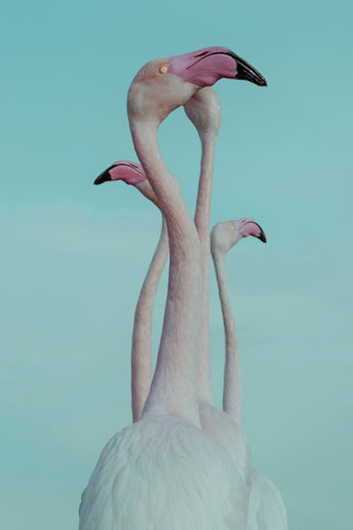 I took this picture of the flamingo mating dance at the ornithological park in Camargue region in France. It serves as a sanctuary for thousands of flamingos who live  there and use it as a stop on their migration paths.