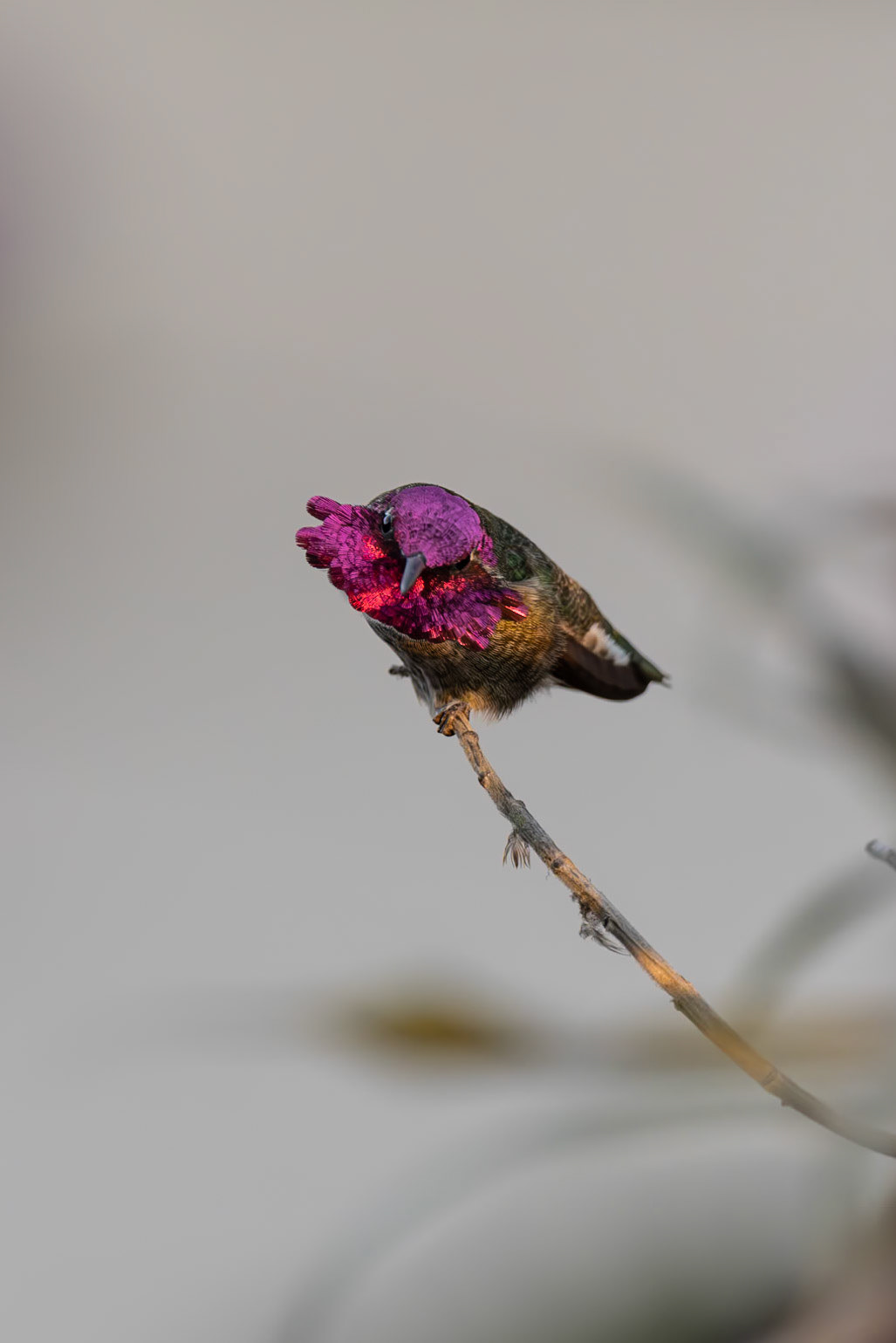 I took these pictures of various spieces of North American (Californian) hummingbirds during my roadtrip through the west coast of the US. The hummingbirds are native there and are used to human presence. It allowed me to take great portraits.