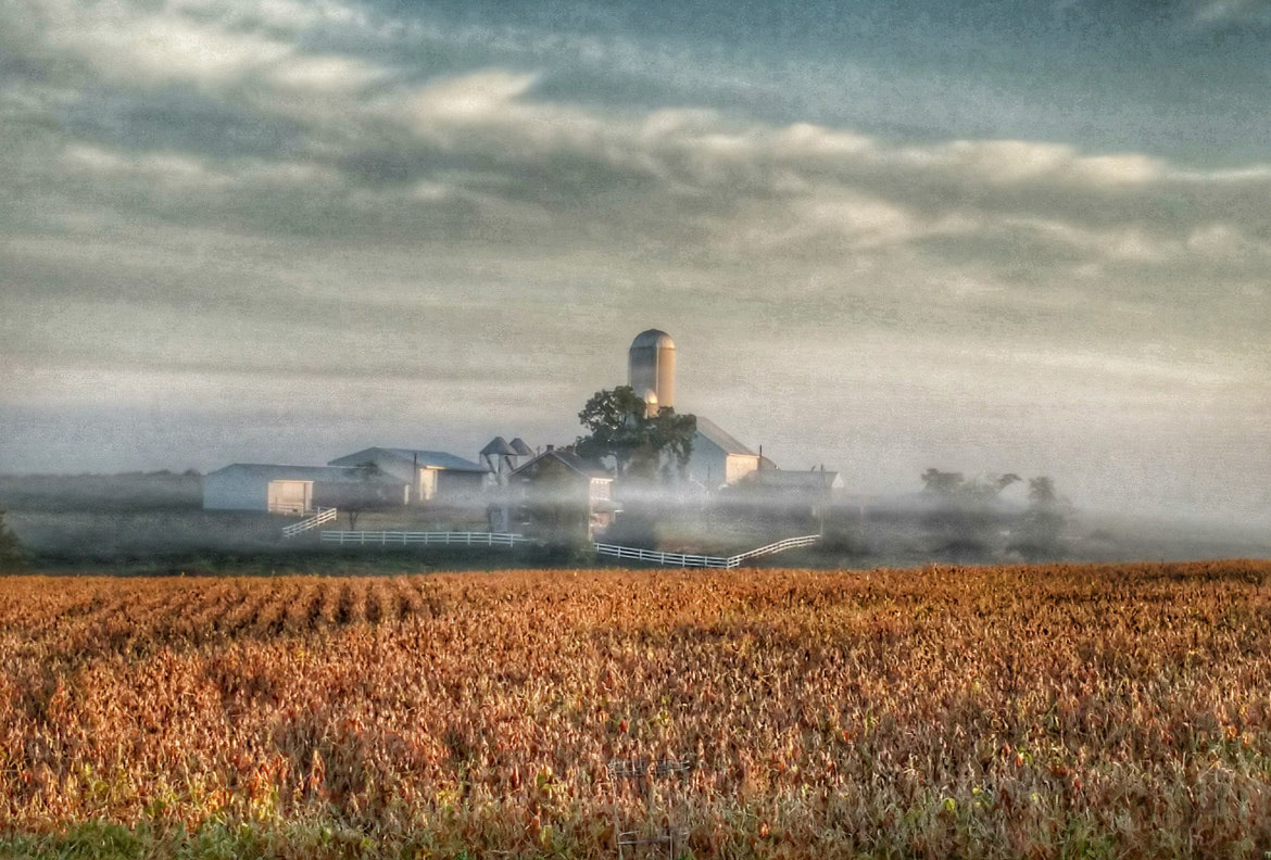 Foggy Farm