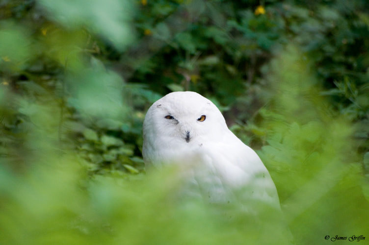 Hoo...Hoo...