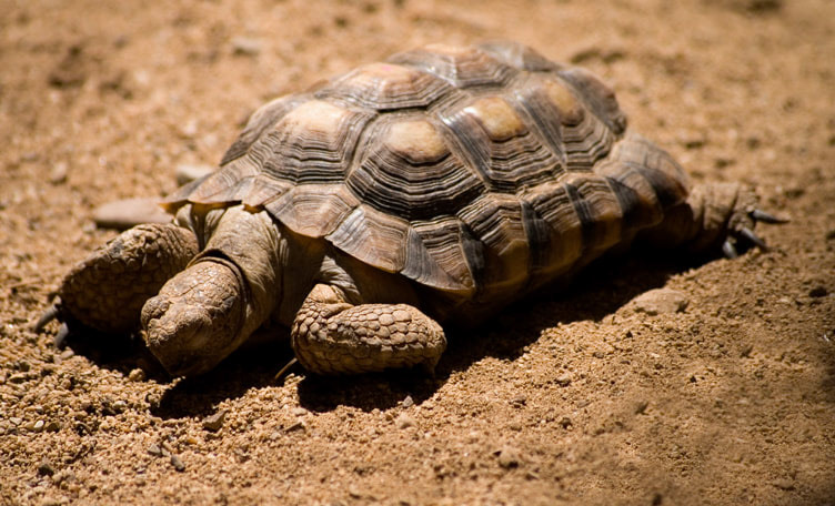 Slow and Easy