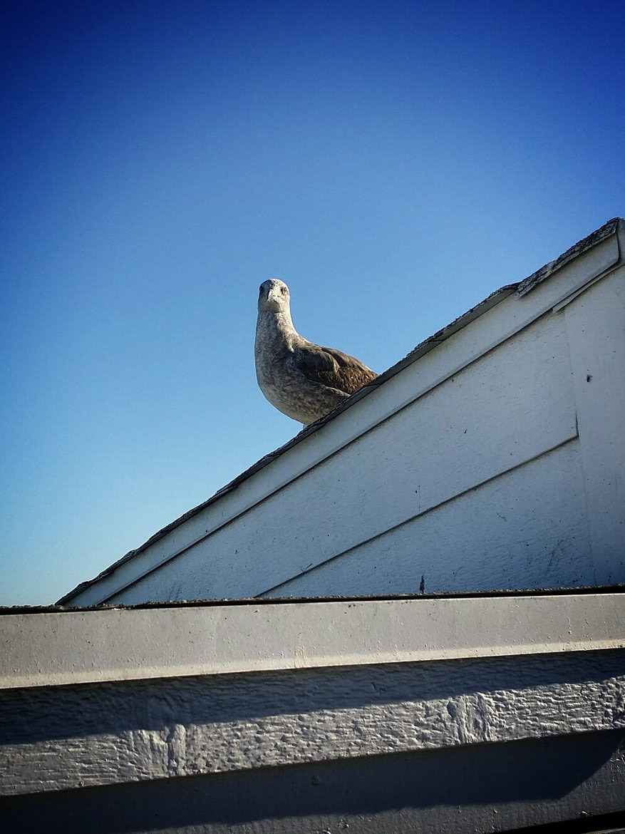 You lookin' at me?
