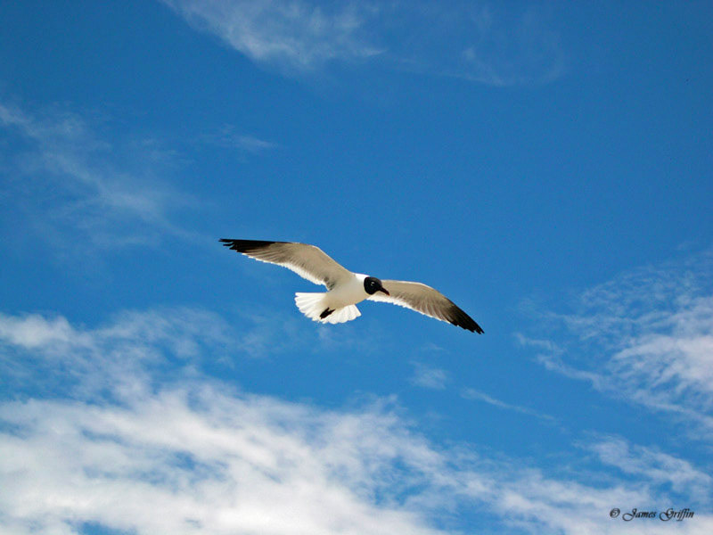 Soaring High