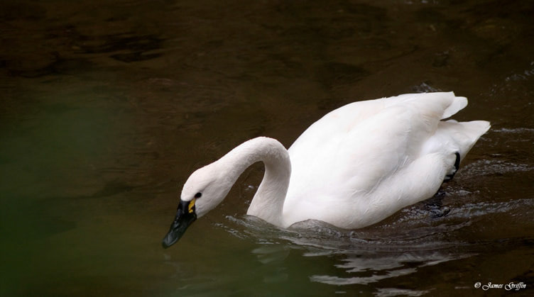 White Swan