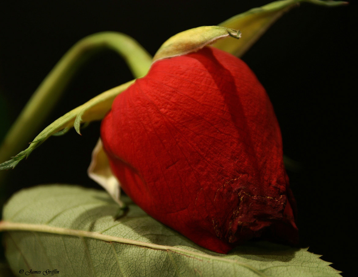 Never Bloom