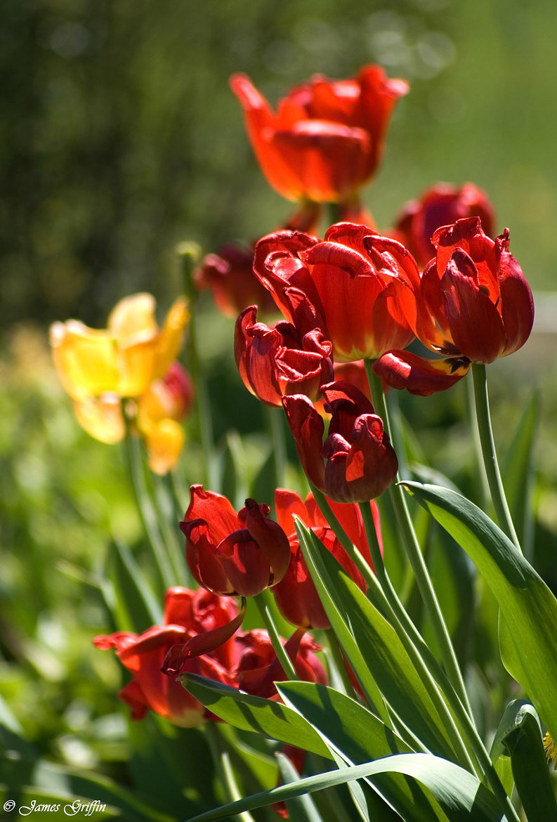 Spring Tulips