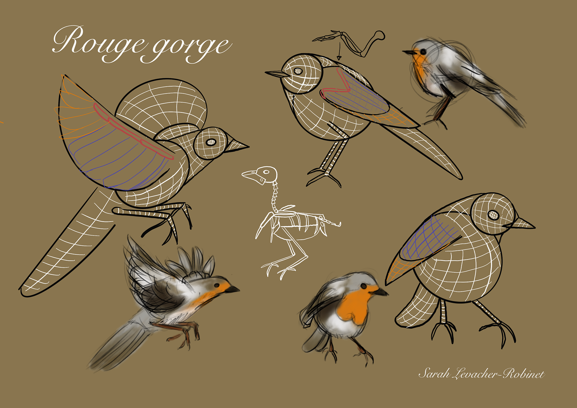 Etude du rouge gorge