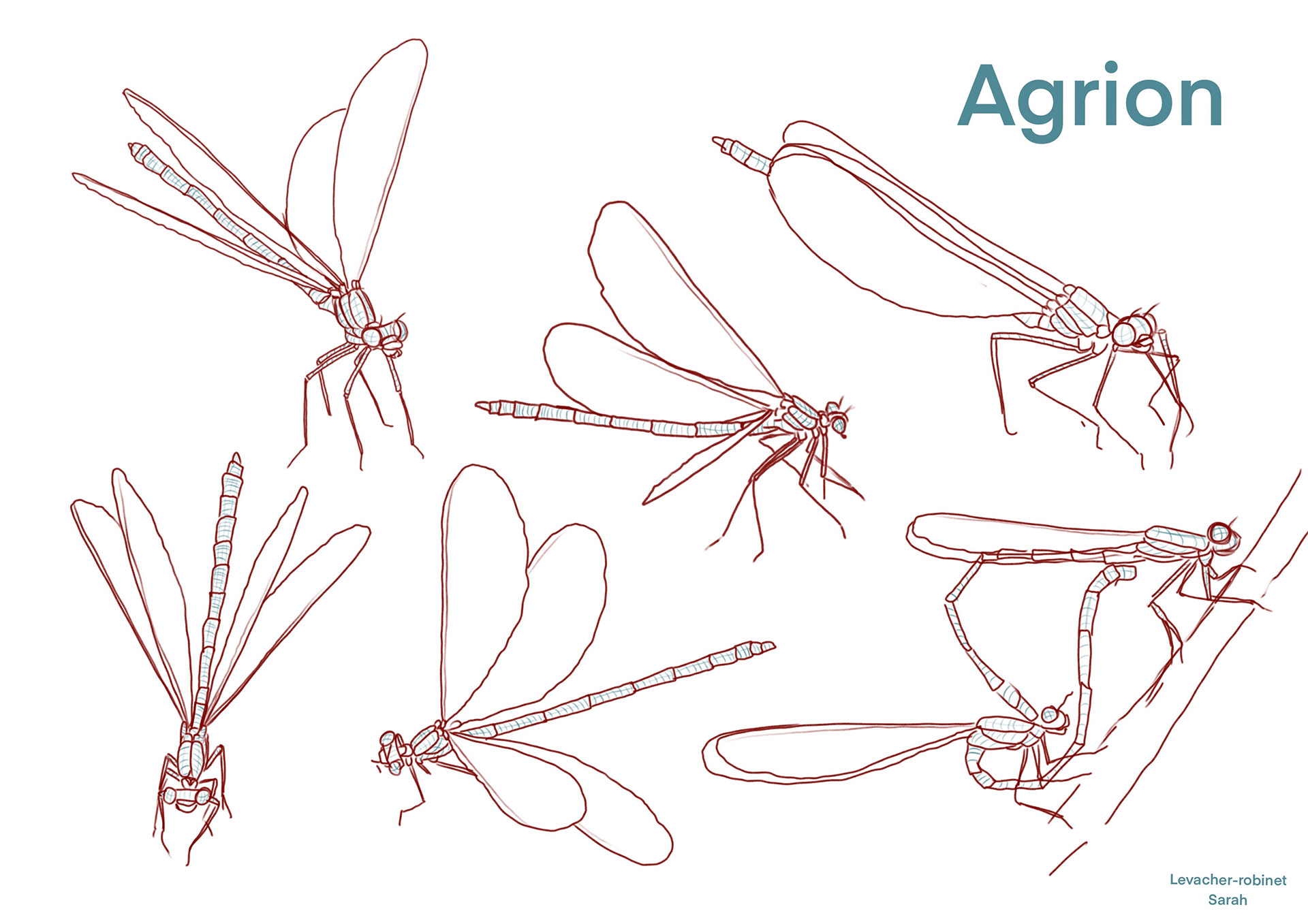 Etude des libellules