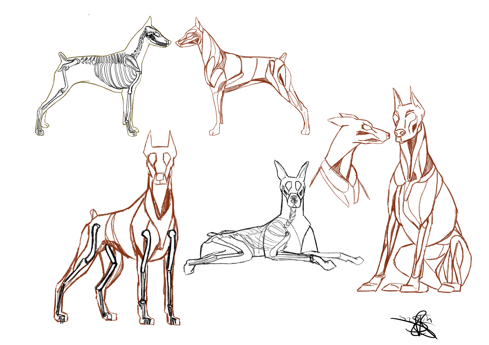 Recherches autour du doberman