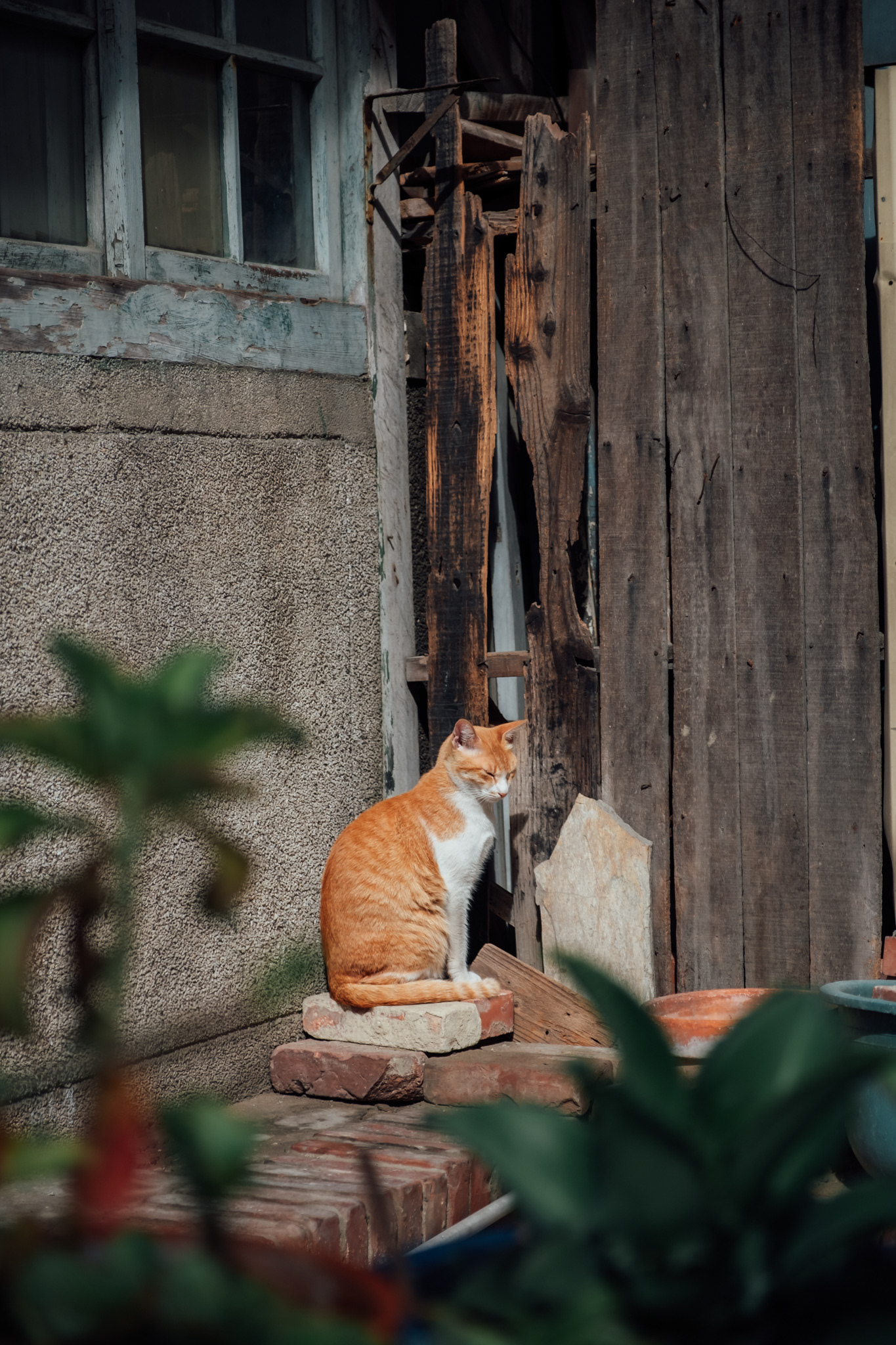 A cat in the back alley