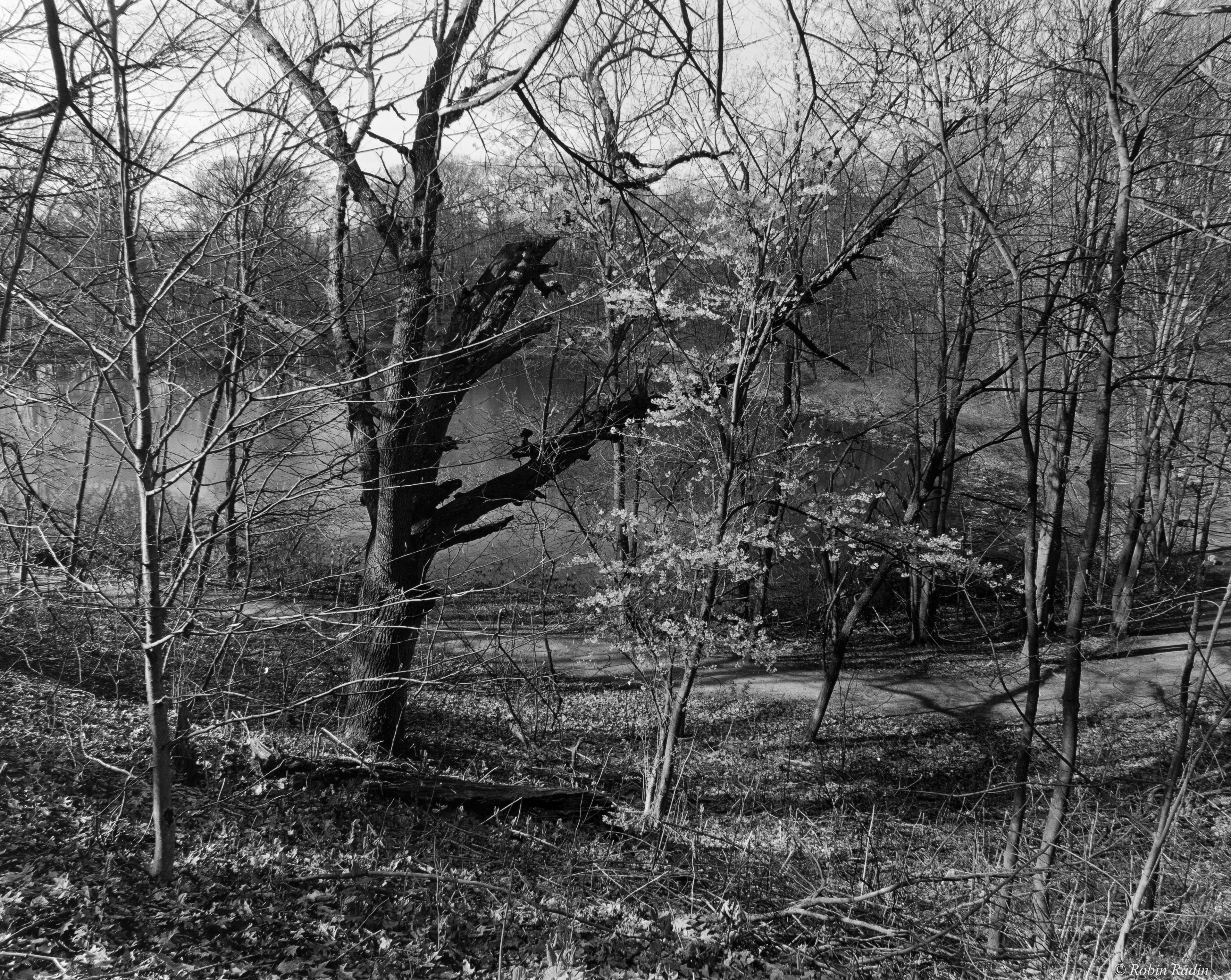 View Through the Trees, Ward’s Pond, Jamaica Plain, MA.