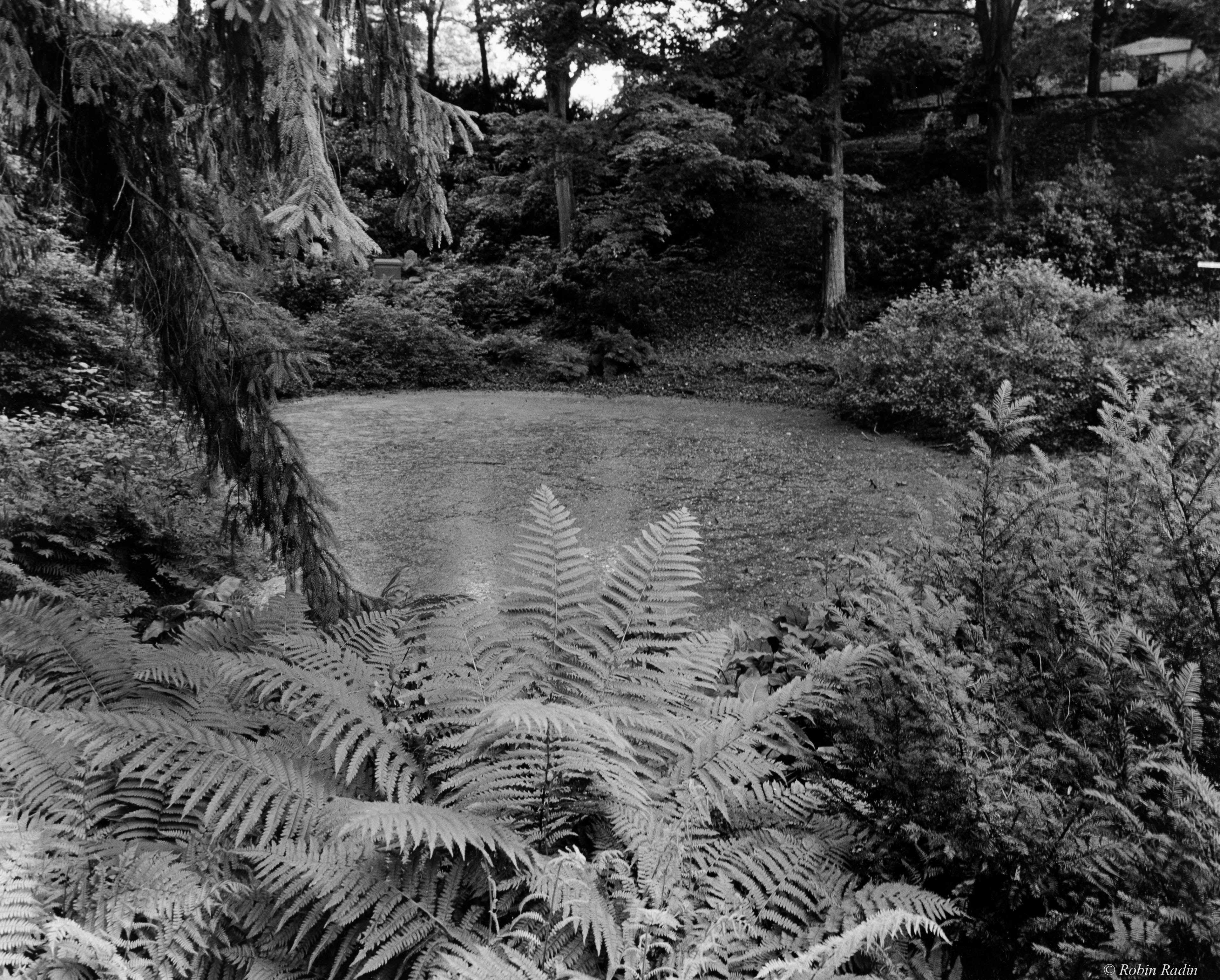 Pond #1, Consecration Dell, Mount Auburn Cemetery, Cambridge, MA. 