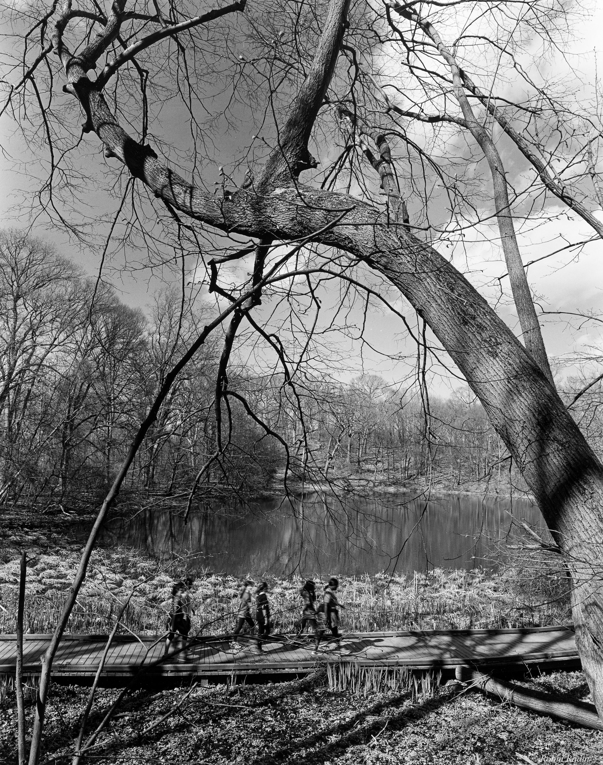 Boardwalk, Ward’s Pond, Jamaica Plain, MA.